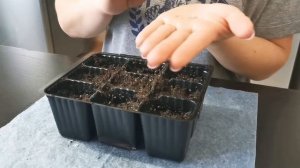 Посев томатов на рассаду без замачивания семян