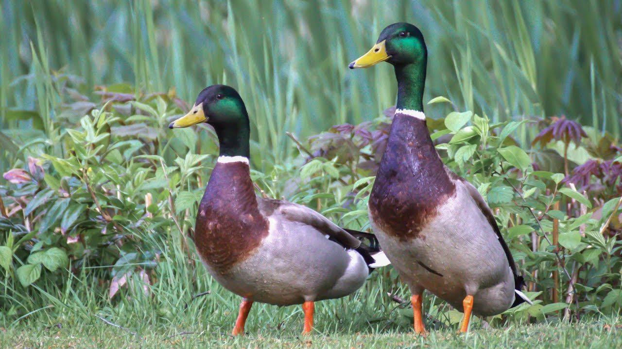 Кряквы: драка селезней в период размножения | Film Studio Aves