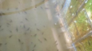 Моё УЗВ из еврокубов. Немного об моей системе ?