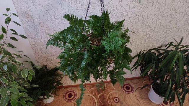 Папоротник ДАВАЛЛИЯ (Davallia). Папоротник заячьи лапки.