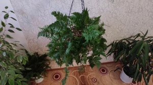 Папоротник ДАВАЛЛИЯ (Davallia). Папоротник заячьи лапки.