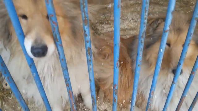 Колли Платоновой продолжение2 смотреть онлайн