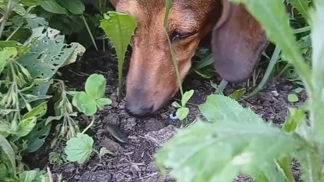 Манька и зелёный жук  (2021.07.31_18:31:40)