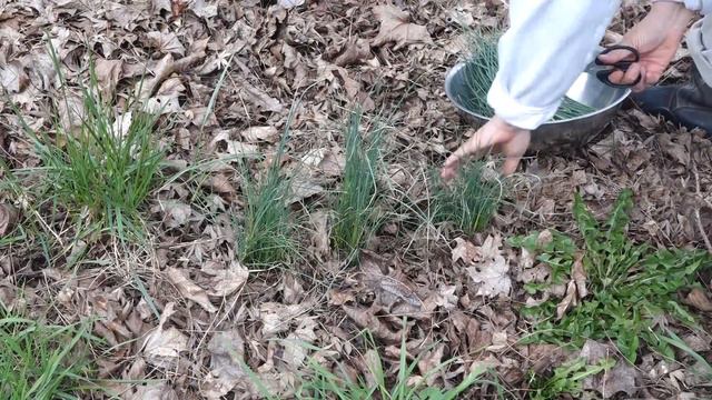 Foraging Wild Chives - Yard Weeds You Can Eat смотреть онлайн