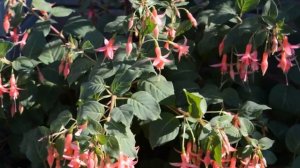 Фуксия Machu Picchu, беспроблемный сорт для новичков.