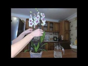 Можно ли пересаживать Орхидею в цветущем виде? Как правильно это сделать? Важные моменты.