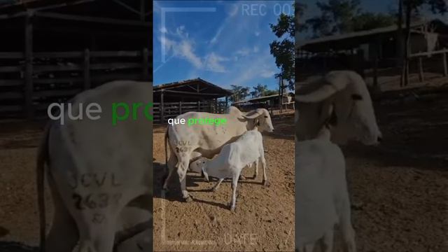 🔴 VACAS LECHERAS Pasos Para Iniciar Tu Propia Granja Lechera ✅ смотреть онлайн