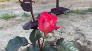 Пересорт розы. Сажала розу баллада, получила неизвестный сорт. Но роза очень красивая!