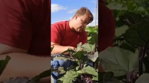 ВСЁ ПРО БАКЛАЖАНЫ. ОСНОВНЫЕ ПРАВИЛА УХОДА И АГРОТЕХНИКУ.