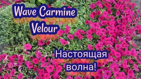 Петуния Вейв кармин велюр Wave Carmine Velour. Я в шоке от этой петунии.