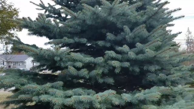 ИЩЕМ НАШ ПЕРВЫЙ ДОМ! ДОМА В АТЛАНТИЧЕСКОЙ КАНАДЕ || Saint John NB смотреть онлайн
