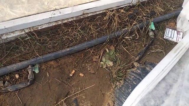 Полив клубники Подкормочный узел своими руками смотреть онлайн