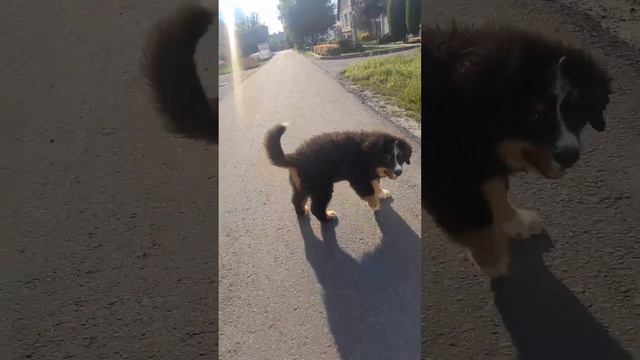 щенок бернского зенненхунда смотреть онлайн