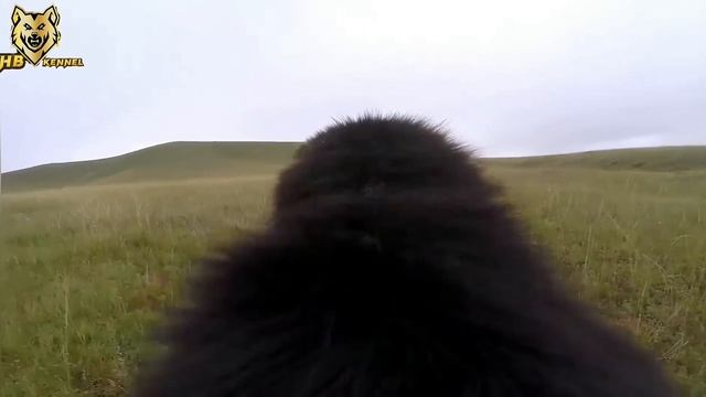 Mongolian Bankhar Fighting Against Wolf | Dog vs Wolf смотреть онлайн