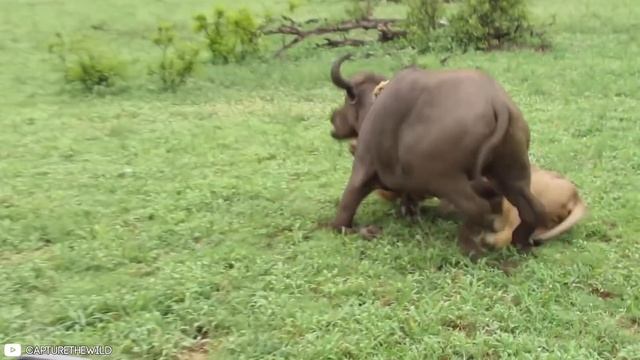 16 Moments Prey Take Down Predators With Their Horns смотреть онлайн