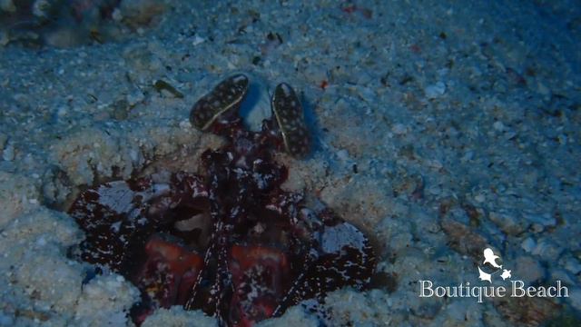 24.04.22 - WHALE SHARK WEEK 2022 Mantas in the Lagoon, Dhigurah Arches, Whale Shark & Napoleon Ree смотреть онлайн