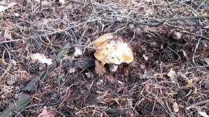 Грибы. Каменский район.