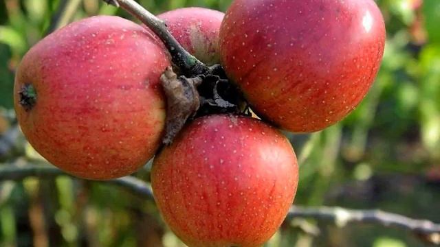 Яблоня Беркутовское смотреть онлайн