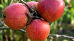 Яблоня Беркутовское