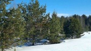 Песня о сосне   Иваси (Алексей Иващенко и Георгий Васильев)