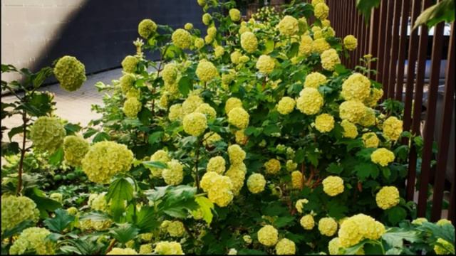 Две калины// Калина БУЛЬДЕНЕЖ и калина КРАСНАЯ (обыкновенная)// Декоративные кустарники смотреть онлайн