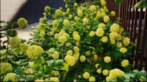 Две калины// Калина БУЛЬДЕНЕЖ и калина КРАСНАЯ (обыкновенная)// Декоративные кустарники