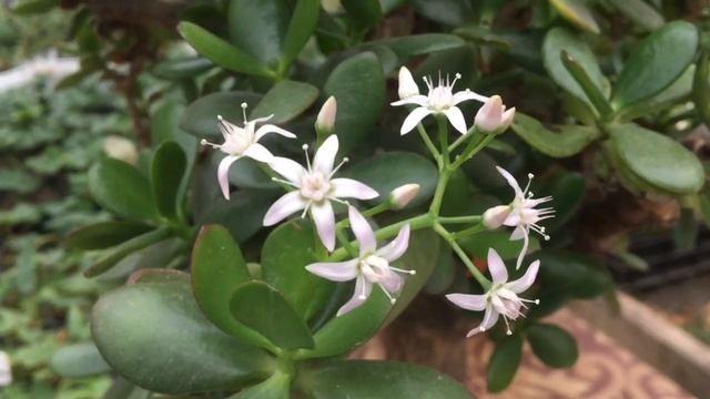 ЦВЕТЁТ ДЕНЕЖНОЕ ДЕРЕВО. СЕКРЕТЫ ЦВЕТЕНИЯ. смотреть онлайн