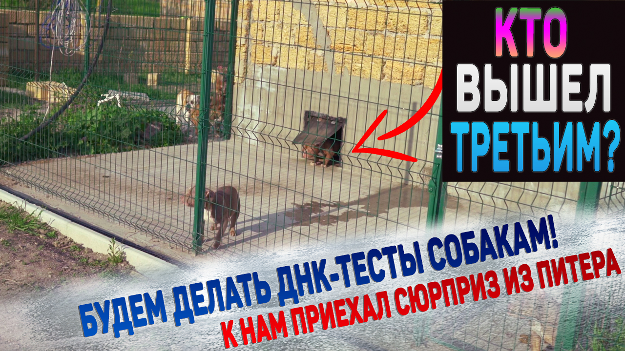 Еще один щенок вышел из вольера! ДНК тесты для собак в финской генетической лаборатории MyDogDNA. смотреть онлайн