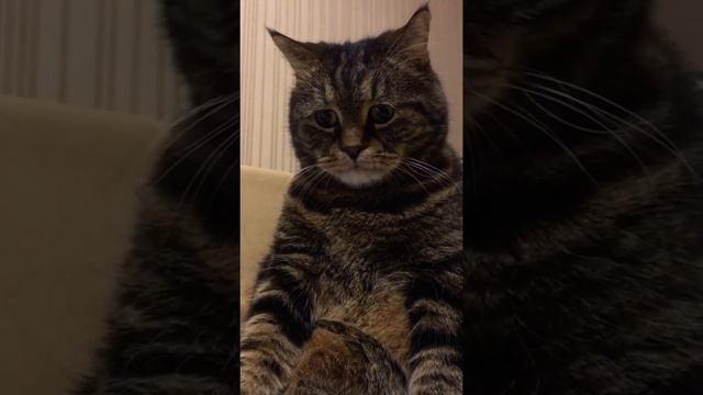 у кота 🐈 юбилей смотреть онлайн