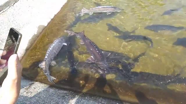 Огромная белуга. Кормление. смотреть онлайн