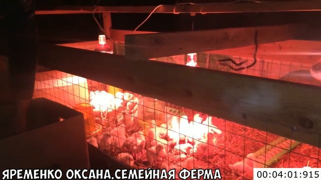 Содержание цыплят бройлеров на глубокой подстилке смотреть онлайн