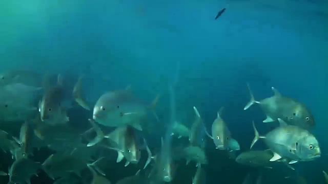 Surf fishing UNDERWATER View смотреть онлайн