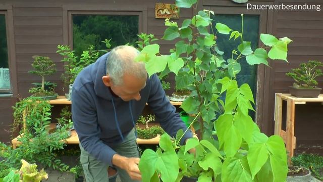 Garten Stecklinge ansehen umtopfen größerer Pflanzen im Sommer und mehr Inspirationen aus dem klein смотреть онлайн