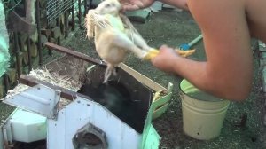 как быстро ощипать курицу
