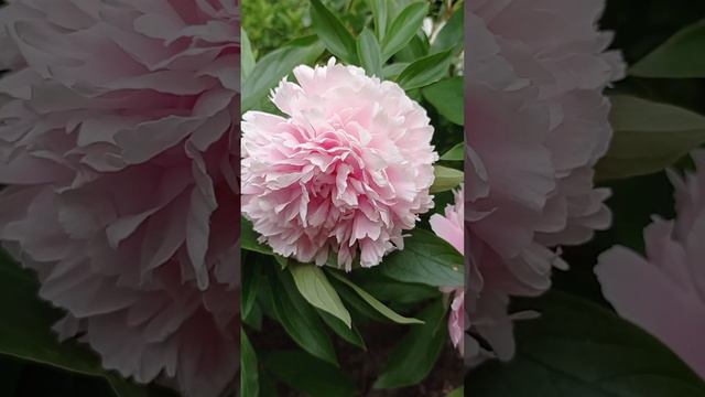 Пион Сара Бернар.🌸 смотреть онлайн