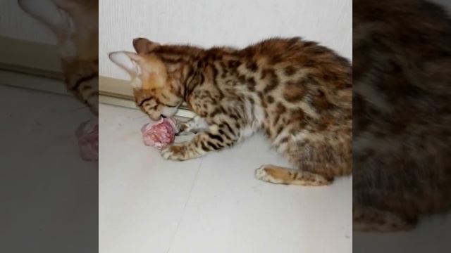 У нас это называется ДОБЫЧА! http://sunnybunny.by смотреть онлайн