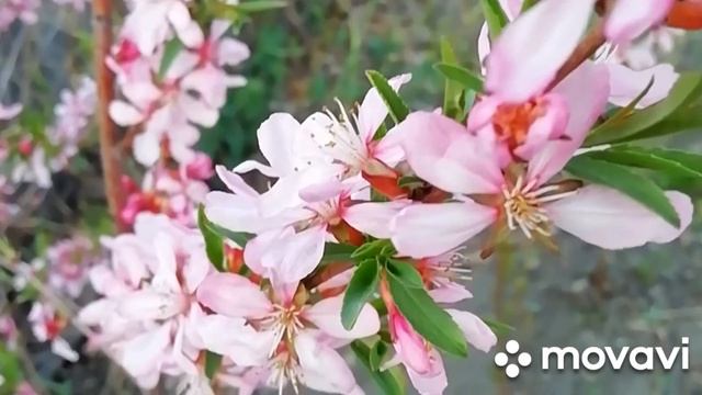 Цветёт миндаль ? смотреть онлайн