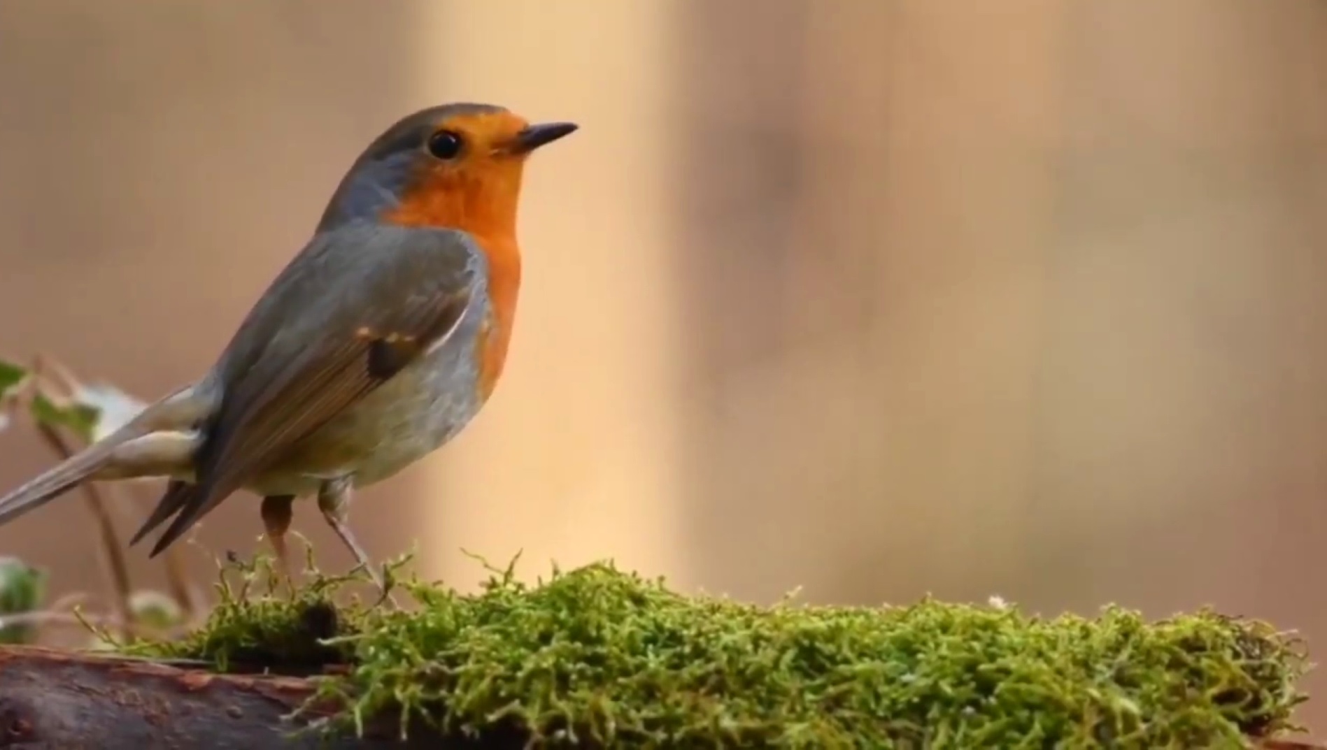Звуки леса слушать - звуки природы и пение птиц, лесные звуки для сна и отдыха. Шум леса и птицы. смотреть онлайн