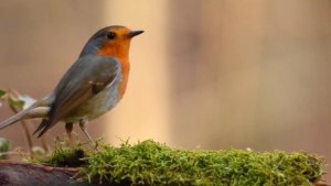 Звуки леса слушать - звуки природы и пение птиц, лесные звуки для сна и отдыха. Шум леса и птицы.