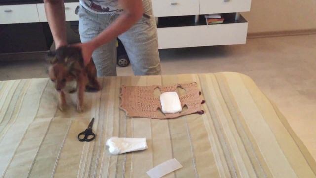 Как отучить собаку гадить дома/ отучить щенка метить смотреть онлайн