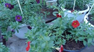 Калибрахоа, тонкости выращивания.