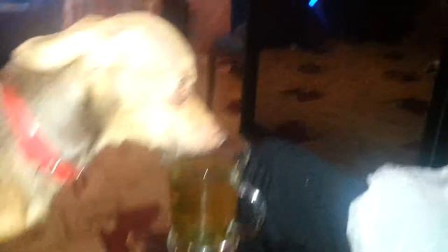 Той-терьер Жужа просит печеньку смотреть онлайн