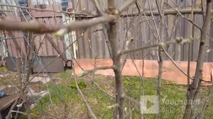 Корневая поросль яблони.  Ответ на вопросы.