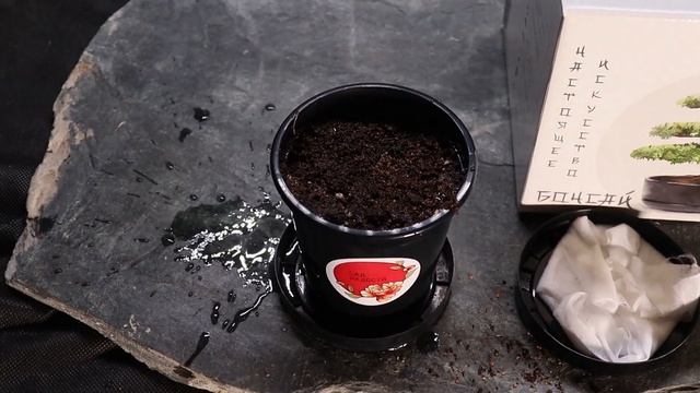 Сад радости: Мирт - инструкция по посадке и пересадке смотреть онлайн