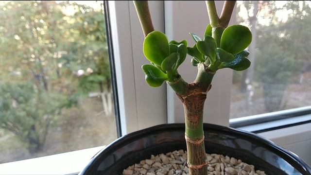 ДЕНЕЖНОЕ ДЕРЕВО. ЦИТОКИНИНОВАЯ ПАСТА. МОЙ ОПЫТ. РЕЗУЛЬТАТ ПРИМЕНЕНИЯ. смотреть онлайн