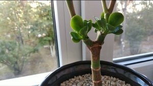 ДЕНЕЖНОЕ ДЕРЕВО. ЦИТОКИНИНОВАЯ ПАСТА. МОЙ ОПЫТ. РЕЗУЛЬТАТ ПРИМЕНЕНИЯ.