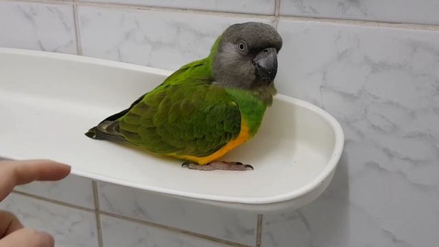 Злая, и в то же время милая птичка. Сенегальский попугай)) смотреть онлайн