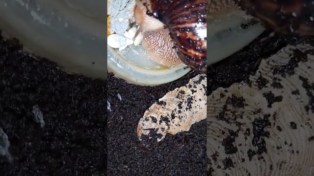 #Аквариумистика#Сухопутная Улитка Ахатина#И Тыквенные Семечки#! смотреть онлайн