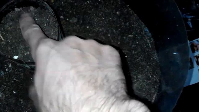 Фрезия, какие цветы подарить на восьмое марта? смотреть онлайн