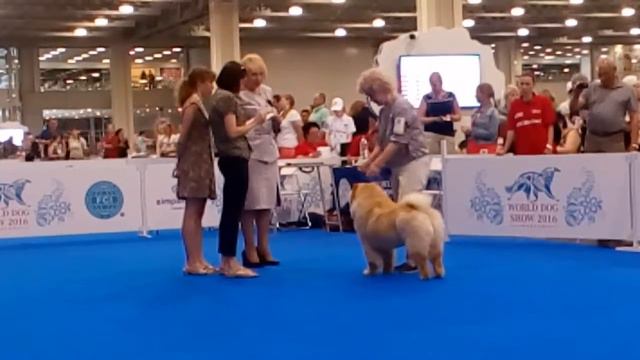 WDS 2016 chow male SPECIALITY 24.06.16, 4 смотреть онлайн